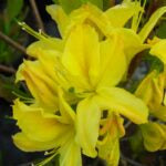 AZALEA DECIDUOUS - LEMON LIGHTS