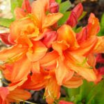 AZALEA EXBURY - MANDARIN LIGHTS