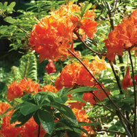 AZALEA MANDARIN LIGHTS *SERIE NORTHERN LIGHTS*