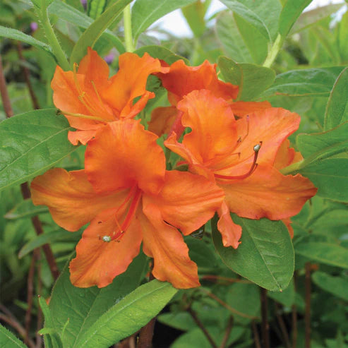 AZALEA MANDARIN LIGHTS *SERIE NORTHERN LIGHTS*