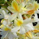 AZALEA DECIDUOUS - NORTHERN HI-LIGHTS