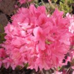 AZALEA DECIDUOUS - ROSY LIGHTS