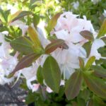 AZALEA DECIDUOUS - WHITE LIGHTS