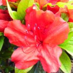 AZALEA EVERGREEN - GIRARD'S HOT SHOT