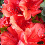 AZALEA EVERGREEN - STEWARTSTONIAN