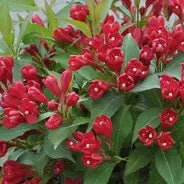 WEIGELA - CRIMSON KISSES BE