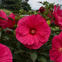 HIBISCUS - SUMMER IN PARADISE