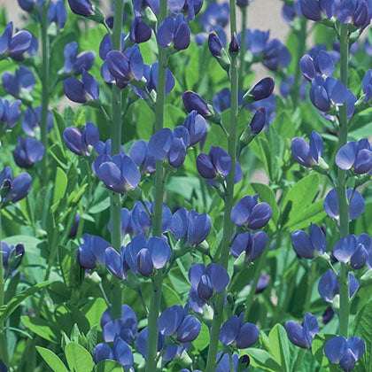 BAPTISIA AUSTRALIS