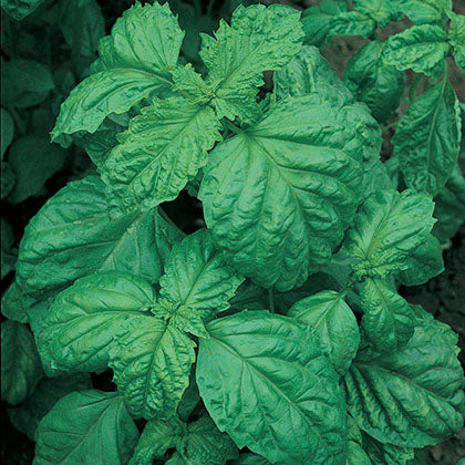 BASILIC - FEUILLES DE LAITUE