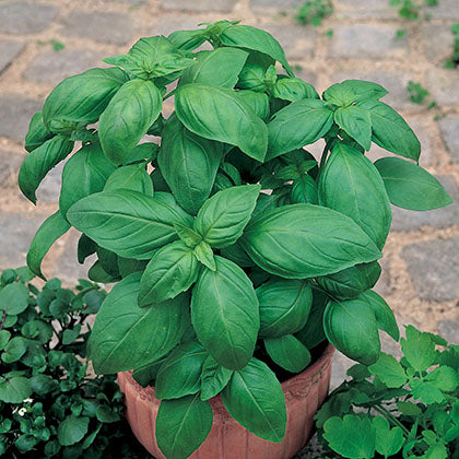 BASILIC - A GRANDES FEUILLES