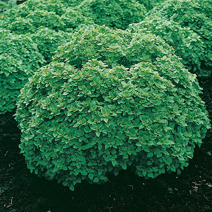 BASILIC - A PETITES FEUILLES