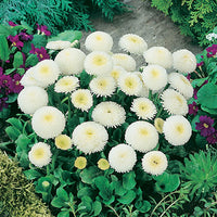BELLIS PERENNIS - POMPONETTE