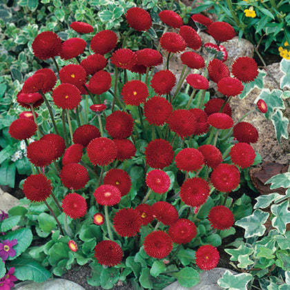BELLIS