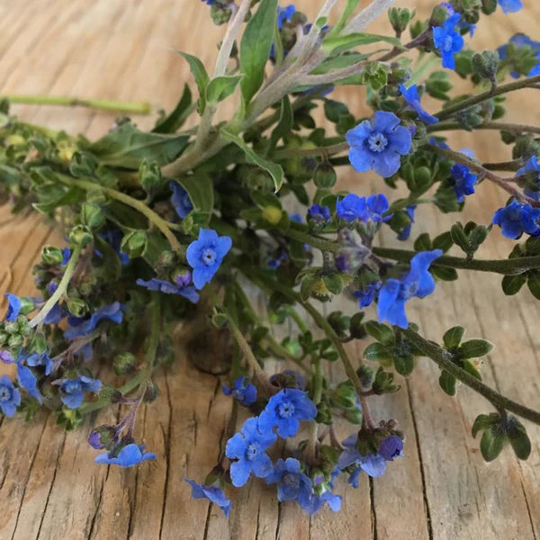 SEMENCES DE FLEURS BIO: CYNOGLOSSE - BLUE CHINESE FORGET-ME-NOT