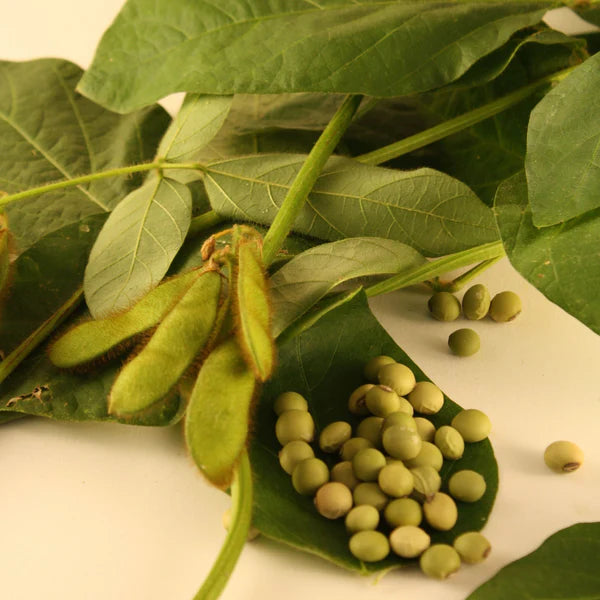 SEMENCES DE LEGUMES BIO: FEVE DE SOJA - EDAMAME ENVY