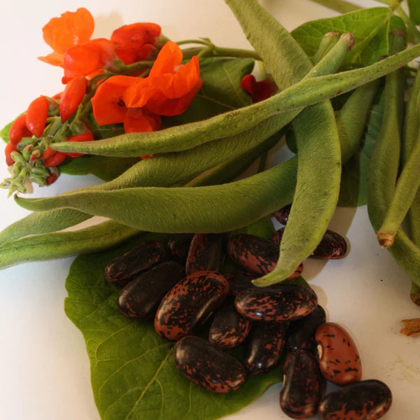 SEMENCES DE LEGUMES BIO: HARICOT D'ESPAGNE SCARLET RUNNER
