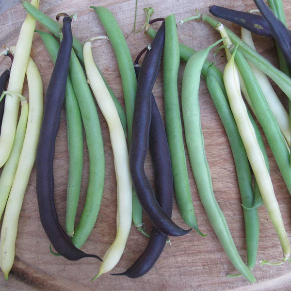 SEMENCES DE LEGUMES BIO: HARICOT NAIN MÉLANGE