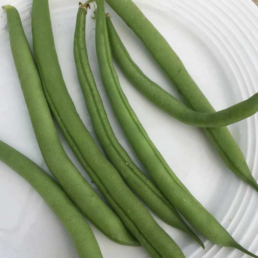 ORGANIC VEGETABLE SEEDS: DWARF GREEN BEAN - PROVIDER