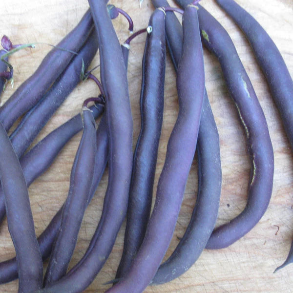 ORGANIC VEGETABLE SEEDS: BUSH BEAN PURPLE - ROYAL BURGUNDY