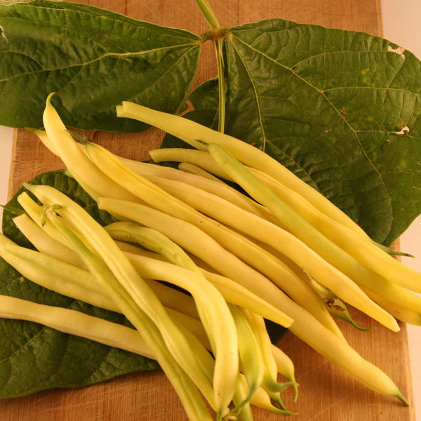 ORGANIC VEGETABLE SEEDS: BUSH BEAN GOLD RUSH