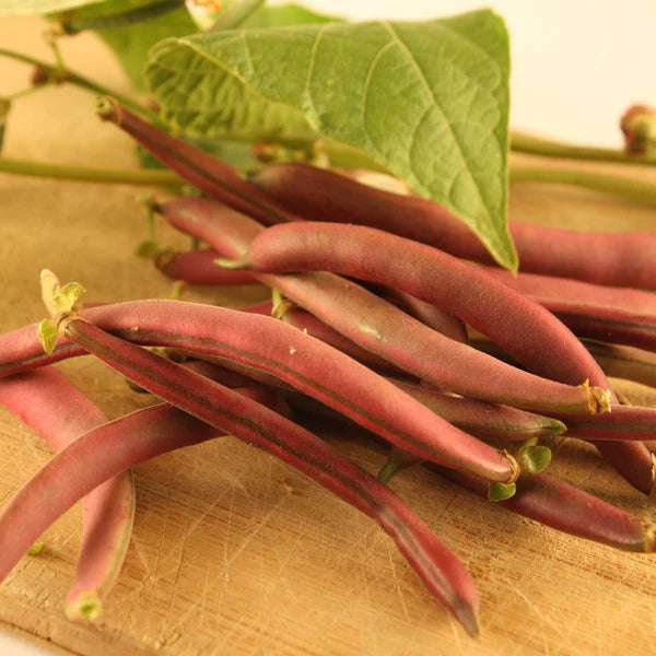 ORGANIC VEGETABLE SEEDS: BUSH BEAN RED SWAN