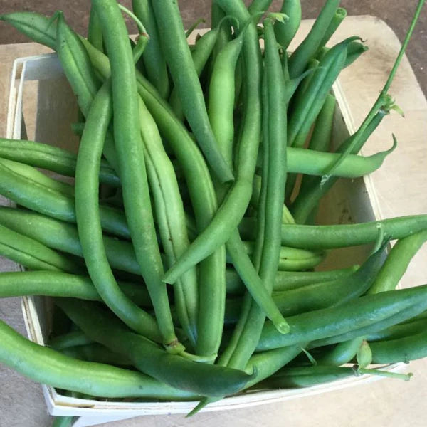 SEMENCES DE LEGUMES BIO: HARICOT NAIN VERT - MAXIBEL