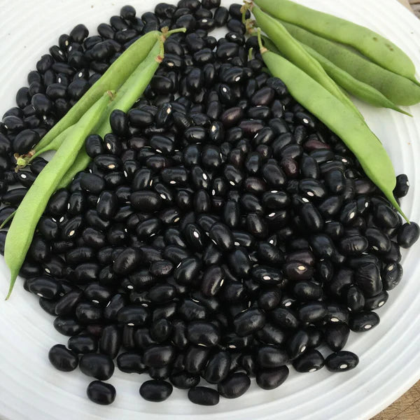 SEMENCES DE LEGUMES BIO: HARICOT NAIN SEC - BLACK TURTLE