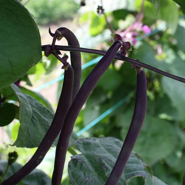 ORGANIC VEGETABLE SEEDS: PURPLE CLIMBING BEAN - BLUE COCO