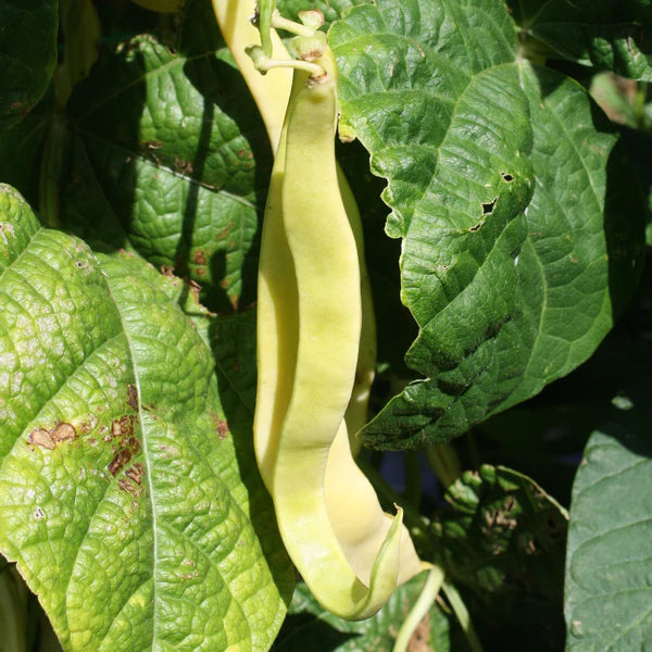 ORGANIC VEGETABLE SEEDS: ROMANO CLIMBING BEAN - GOLD MARIE