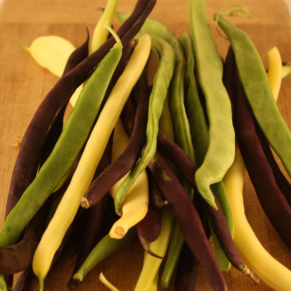 SEMENCES DE LEGUMES BIO: MELANGE DE HARICOTS GRIMPANTS