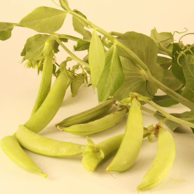 SEMENCES DE LEGUMES BIO: POIS MANGE TOUT - SUGAREE