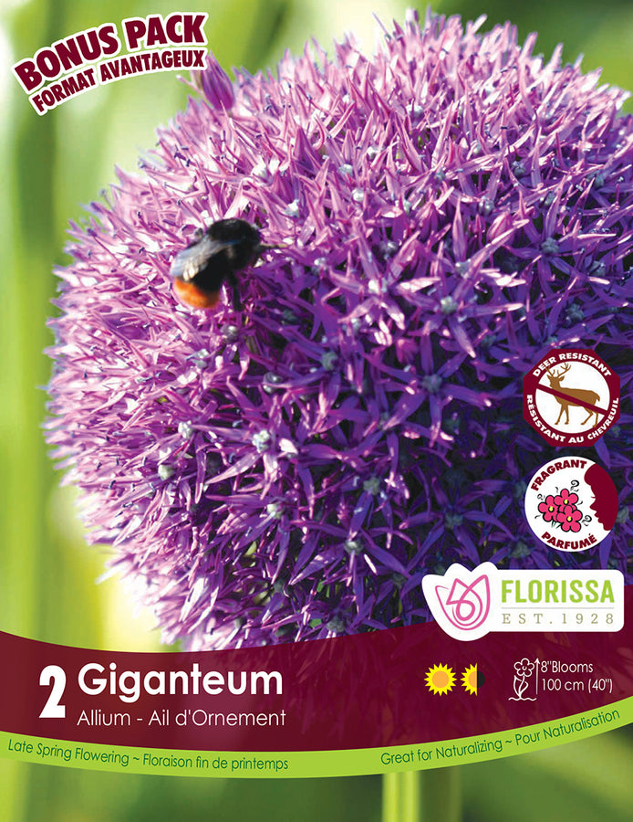 BULBES ALLIUM - GIGANTEUM