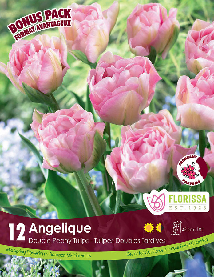 TULIP BULBS - ANGÉLIQUE