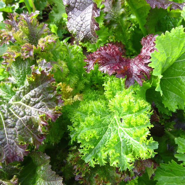 ORGANIC FINE HERB SEEDS: SPICY MUSTARD BLEND