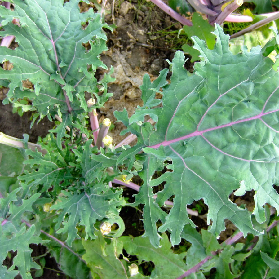 SEMENCES DE LEGUMES BIO: CHOU FRISÉ - RED RUSSIAN