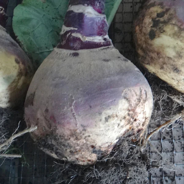 SEMENCES DE LEGUME BIO: RUTABAGA