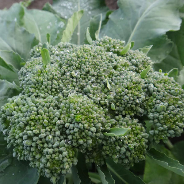 SEMENCES DE LEGUMES BIO: BROCOLI - DE CICCO
