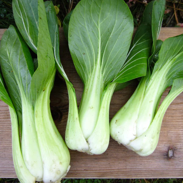SEMENCES DE LEGUMES BIO - BOK CHOY SHANGHAI GREEN