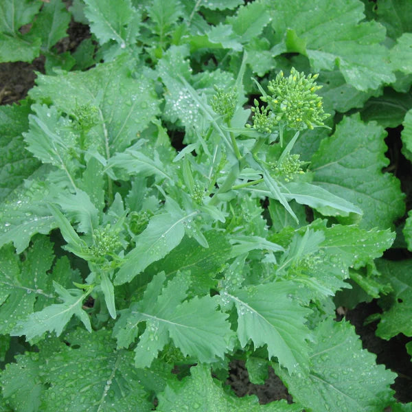 SEMENCES DE LEGUMES BIO: RAPINI - SPRING RAAB