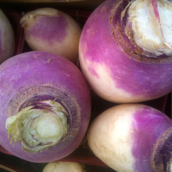 SEMENCES DE LEGUMES BIO: NAVET - BLANC A COLLET VIOLET