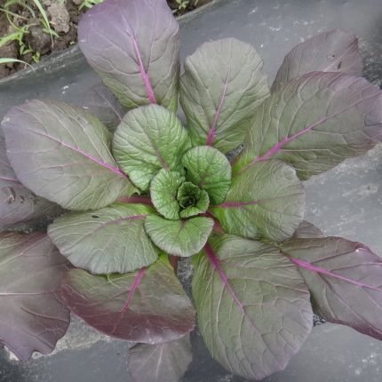 ORGANIC VEGETABLE SEEDS: RAINBOW TATSOI