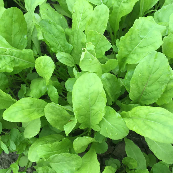 SEMENCES DE LEGUMES BIO: ROQUETTE