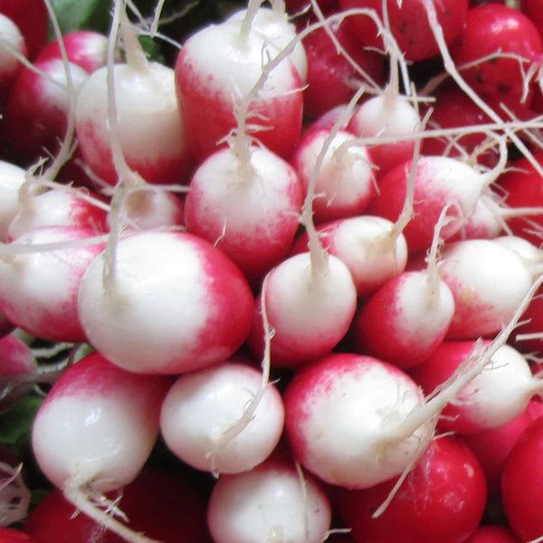 SEMENCES DE LEGUMES BIO: RADIS - FRENCH BREAKFAST