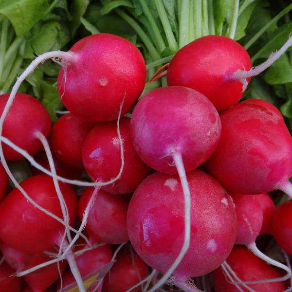SEMENCES DE LEGUMES BIO: RADIS - RAXE