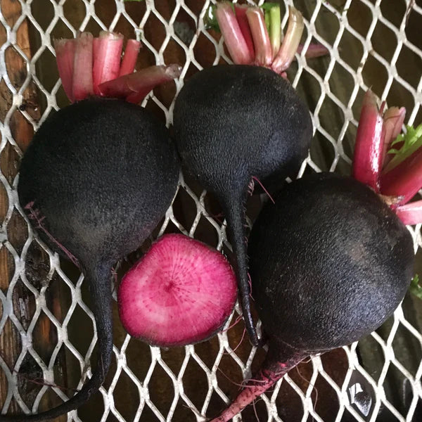 ORGANIC VEGETABLE SEEDS: RADISH - BLACK SCARLET WINTER