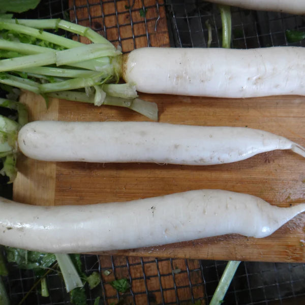 SEMENCES DE LEGUMES BIO: RADIS - DAIKON