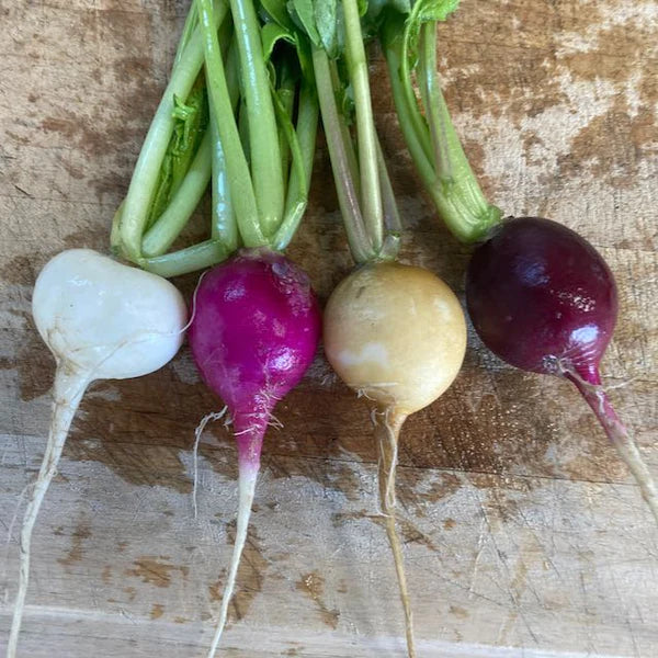 SEMENCES DE LEGUMES BIO: RADIS - MELANGE TOURNE-SOL