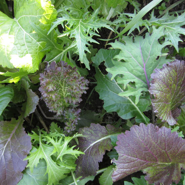 SEMENCES DE LEGUMES BIO: MESCLUN COMBO CRUCIFERES DELUXE