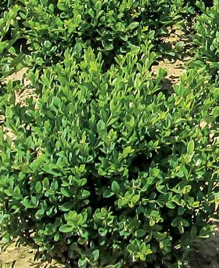 BUXUS - GREEN MOUNTAIN