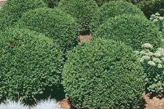 BUXUS - GREEN VELVET